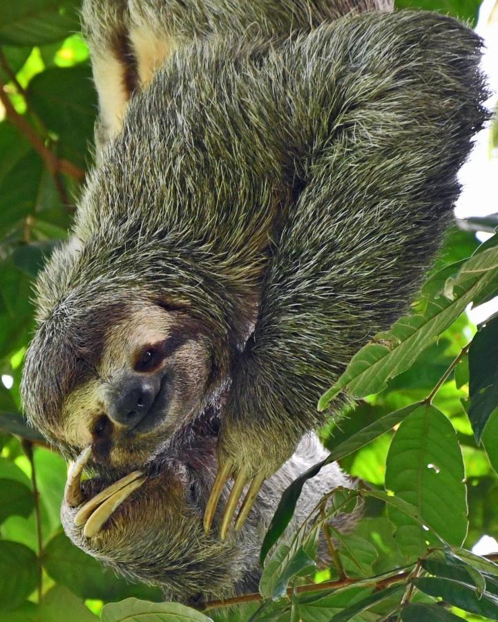 Riverside Villas Nationalpark Nationalpark Manuel Antonio Exterior foto