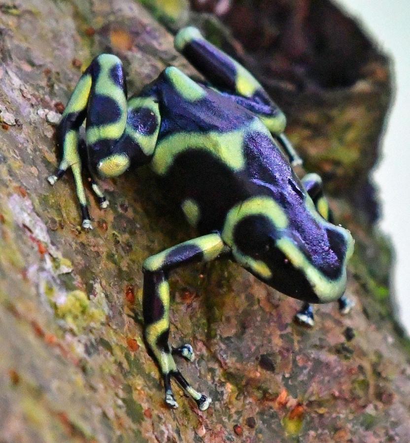 Riverside Villas Nationalpark Nationalpark Manuel Antonio Exterior foto