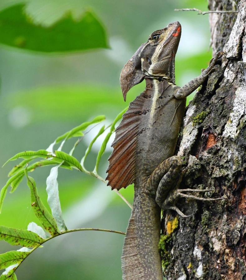 Riverside Villas Nationalpark Nationalpark Manuel Antonio Exterior foto