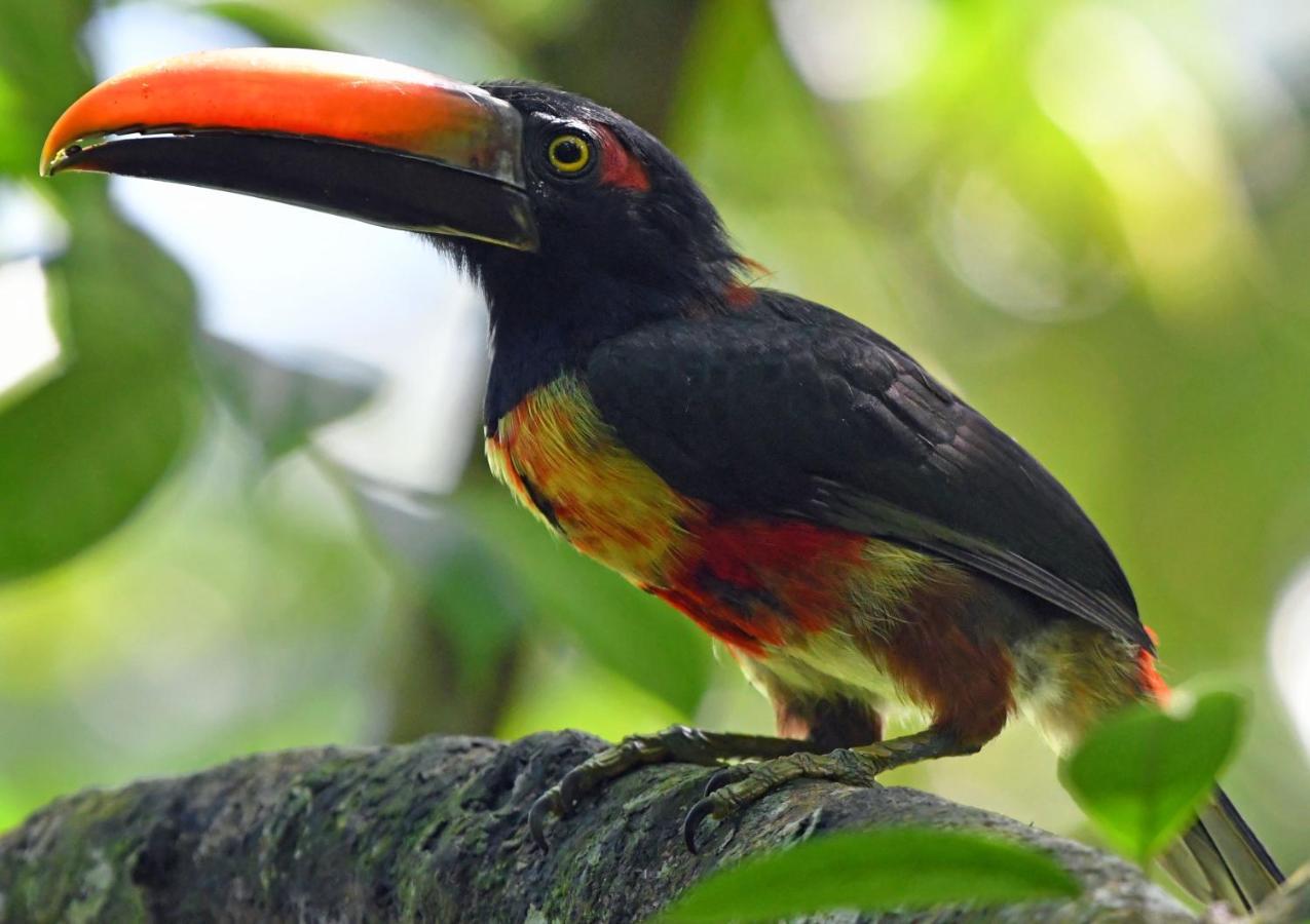 Riverside Villas Nationalpark Nationalpark Manuel Antonio Exterior foto