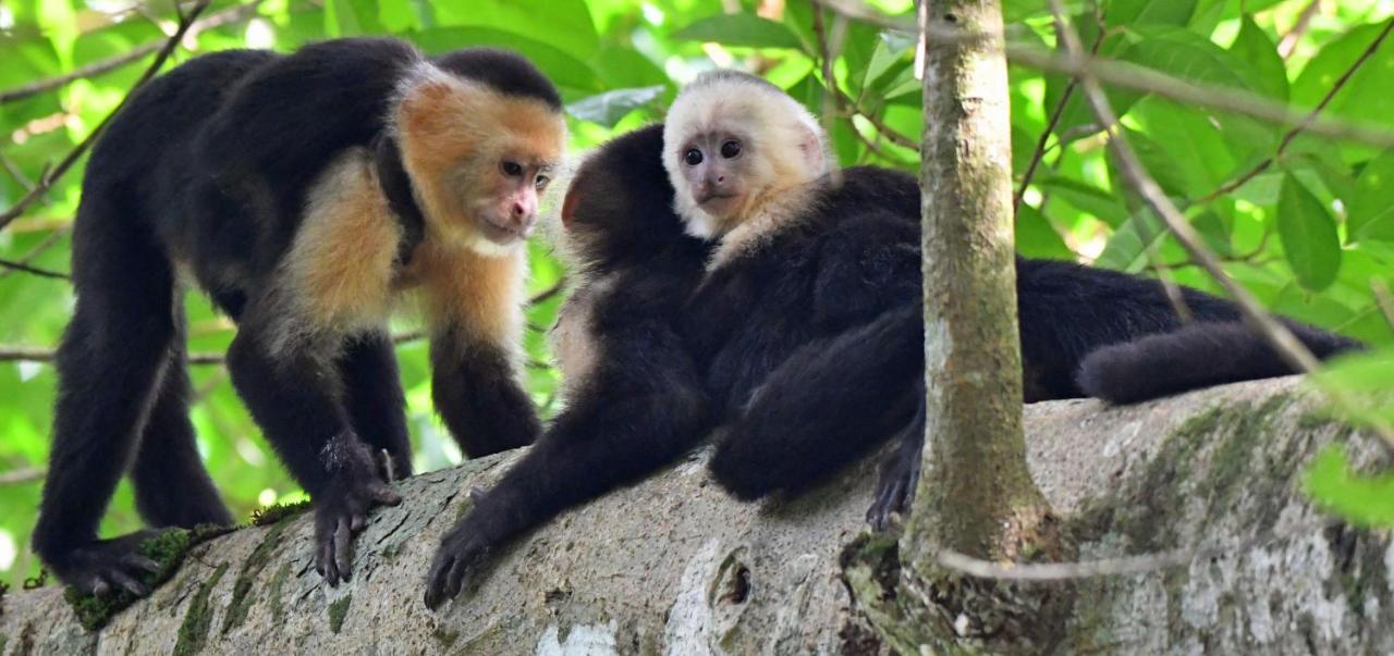 Riverside Villas Nationalpark Nationalpark Manuel Antonio Exterior foto