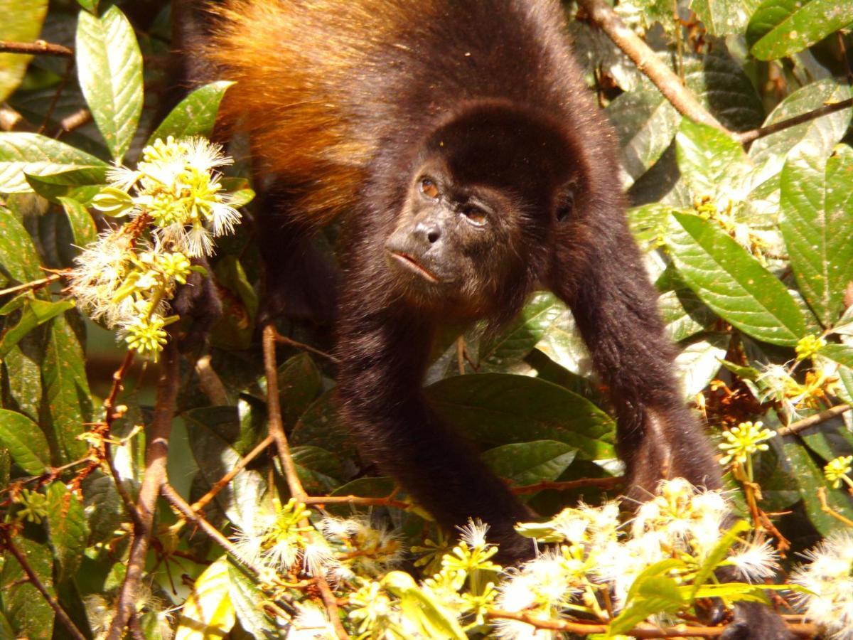 Riverside Villas Nationalpark Nationalpark Manuel Antonio Exterior foto