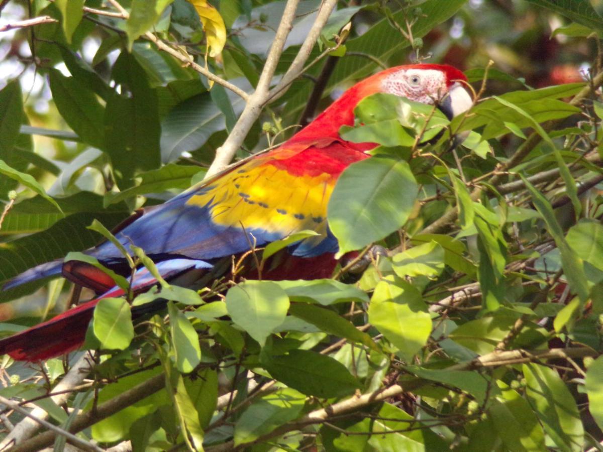 Riverside Villas Nationalpark Nationalpark Manuel Antonio Exterior foto