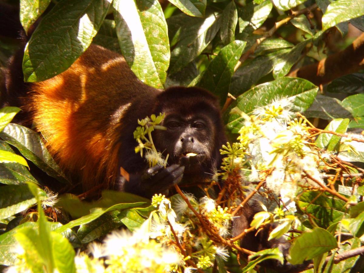 Riverside Villas Nationalpark Nationalpark Manuel Antonio Exterior foto