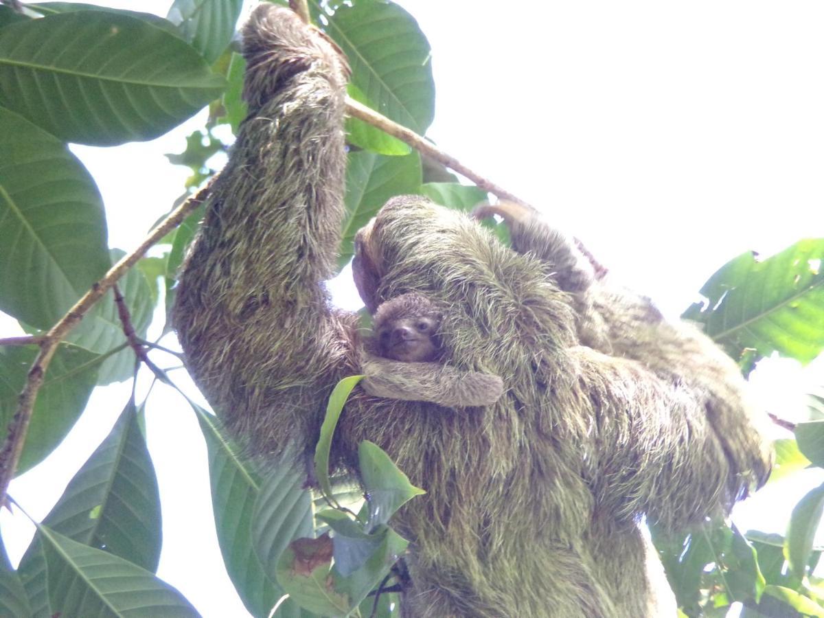 Riverside Villas Nationalpark Nationalpark Manuel Antonio Exterior foto