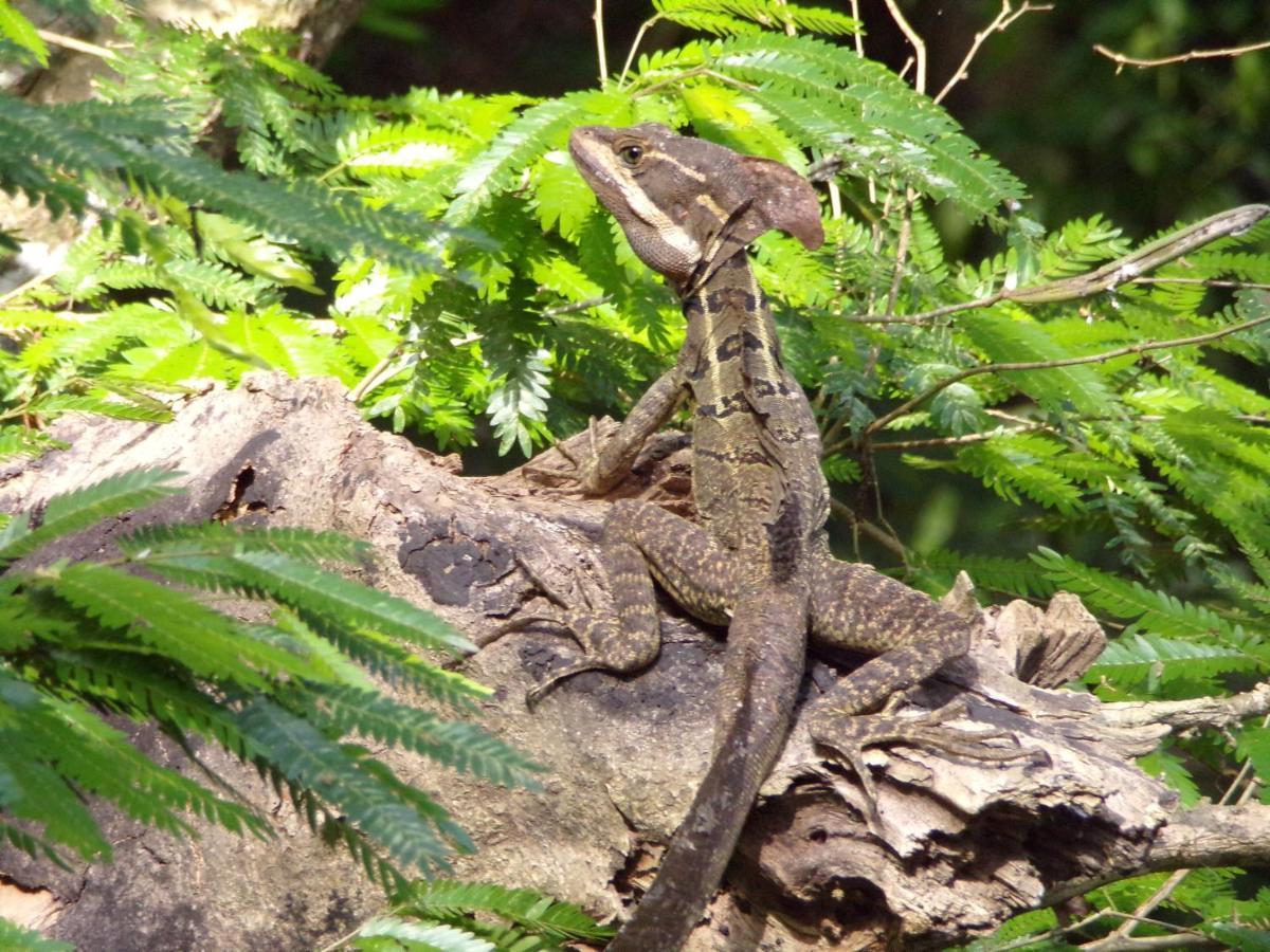 Riverside Villas Nationalpark Nationalpark Manuel Antonio Exterior foto