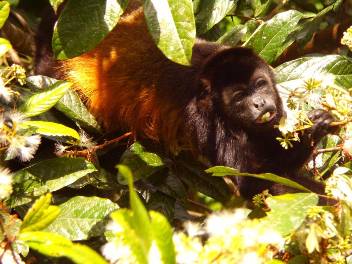 Riverside Villas Nationalpark Nationalpark Manuel Antonio Exterior foto