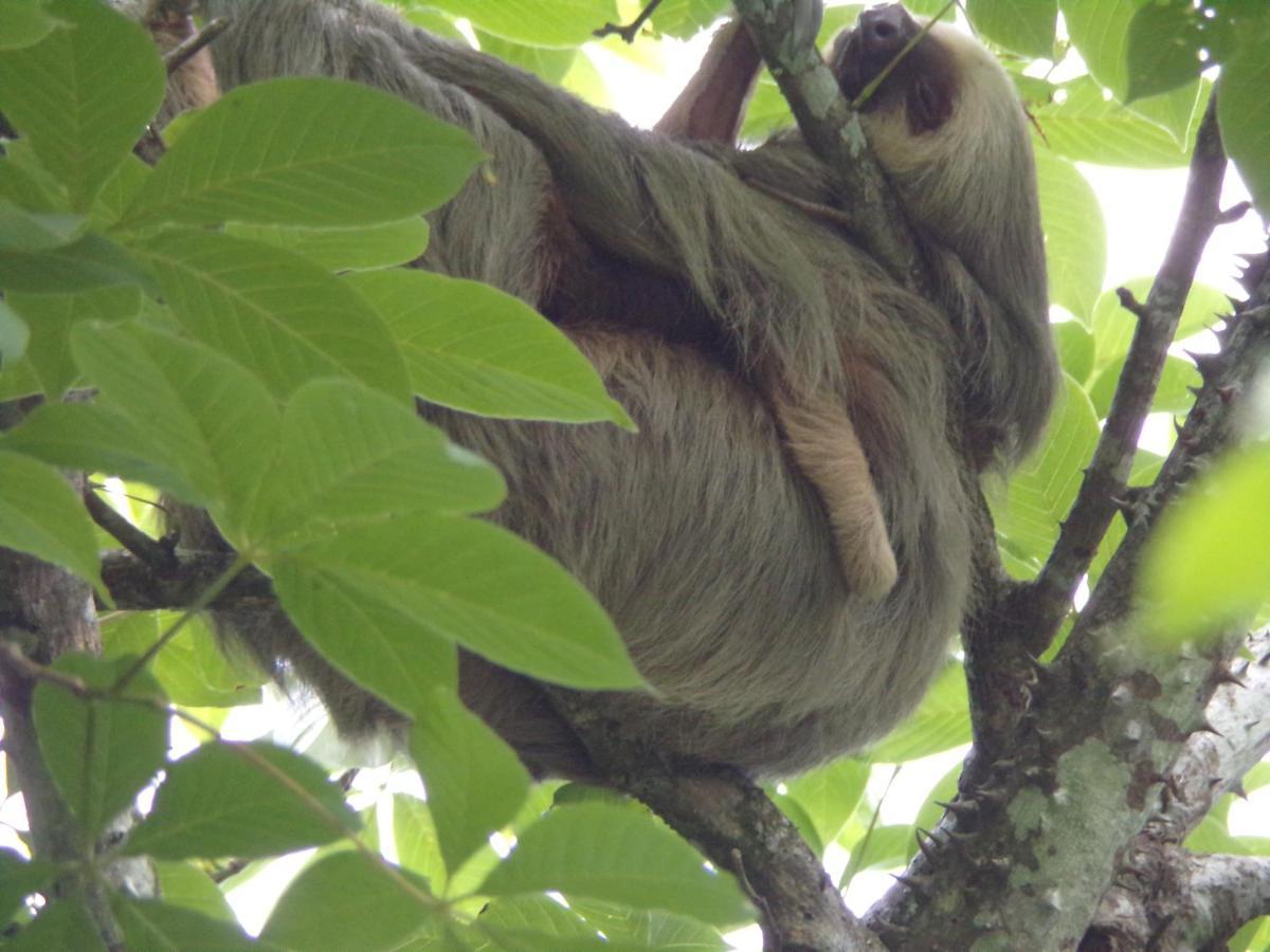 Riverside Villas Nationalpark Nationalpark Manuel Antonio Exterior foto