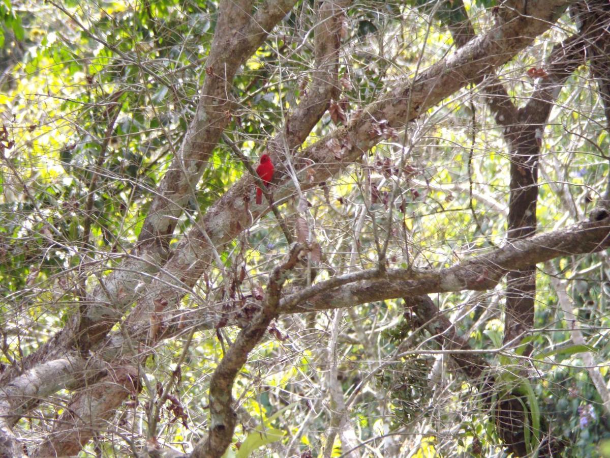 Riverside Villas Nationalpark Nationalpark Manuel Antonio Exterior foto