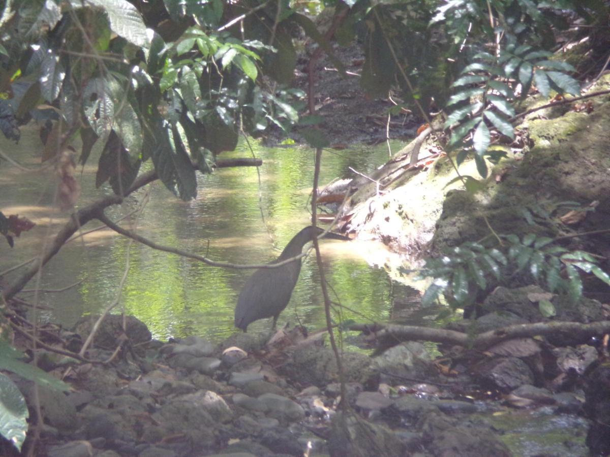 Riverside Villas Nationalpark Nationalpark Manuel Antonio Exterior foto